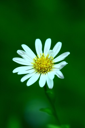 White Daisyの写真素材