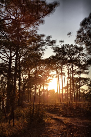 Pu-Kraduang - Thailandの写真素材