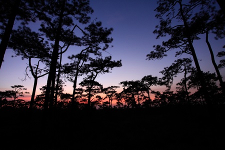 Pu Kradaung - Thailandの写真素材