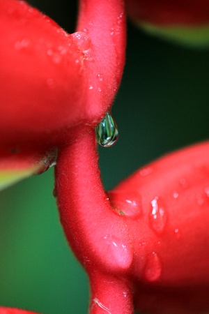 Red freshの写真素材