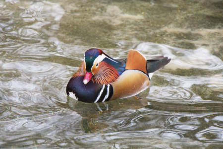 Swimming exotic colorful bird. Red beak. Mandarin duck. Aix galericulata.の写真素材