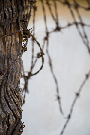 Closeup of barbed wire with wooden beam in Vietnam war prison.の写真素材