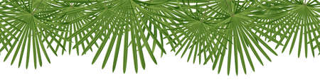 Vector seamless summer petticoat palm leaves on white background.のイラスト素材