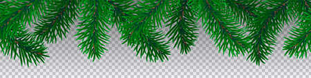 Beautiful seamless coniferous tree branches on transparentのイラスト素材