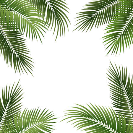 Vector green palm leaves on white background.のイラスト素材