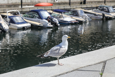 Seagull の写真素材