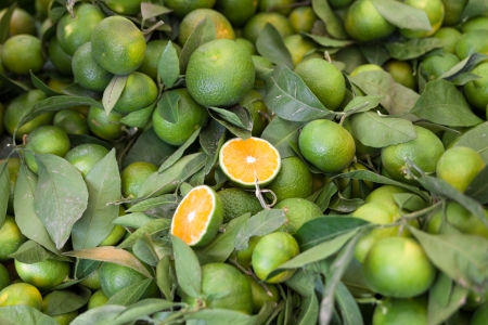 Mandarins の写真素材