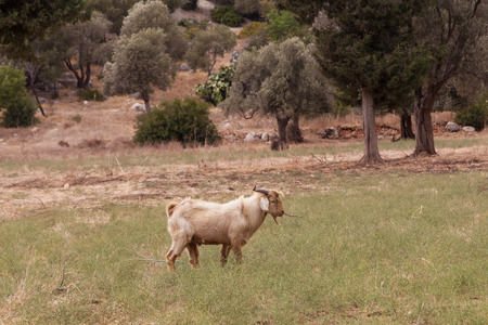 Brown goat grazing on the fieldの写真素材