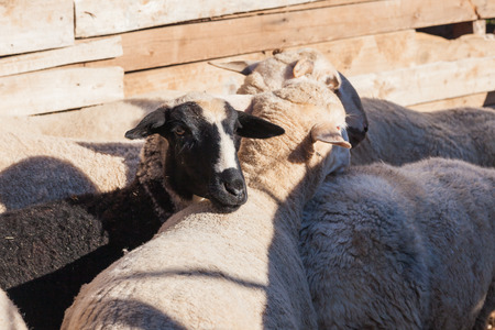 Sheeps on the farm, Turkeyの写真素材