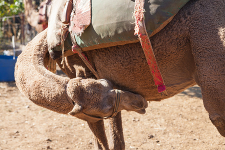 Camel in the ghost town of Kayakoy, Turkeyの写真素材