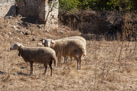 Sheeps in a ghost town of Kayakoy, Turkeyの写真素材