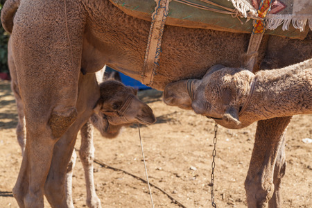 Small camel with her motherの写真素材