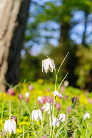 Snakes head fritillary flowers. Beautiful white spring flower on the nature backgroundの写真素材