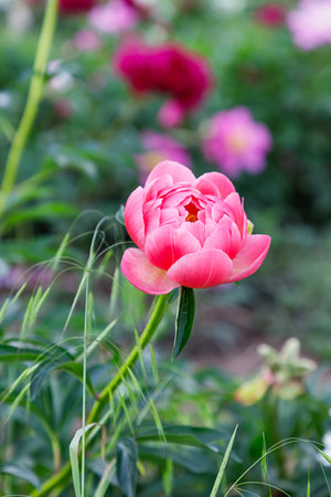 Beautiful pink peony on the flowers backgroundの写真素材