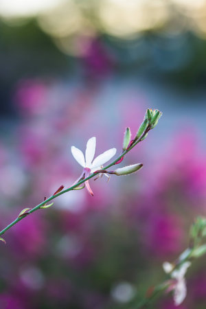Small white flower on the blurred pink backgroundの写真素材