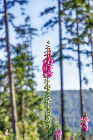 Flowers Digitalis purpurea or foxglove on nature backgroundの写真素材