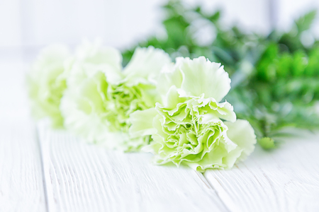 Light green cloves flowers on a white background. Free spaceの写真素材