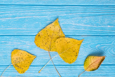 Hello autumn. Yellow autumn leaves on a blue wooden background. Free spaceの写真素材
