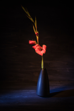 Red gladiolus on a black wooden background. Bright flower. Low keyの写真素材