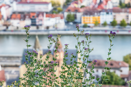 Wild flowers on the city background. Wurzburg, Germany