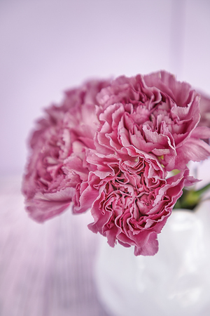 Pink carnation flowers on a light background. Free spaceの写真素材