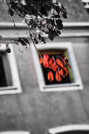 Red autumn leaves in the black and white windowの写真素材