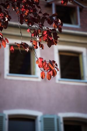 Bright red autumn leaves and windows. Autumn time