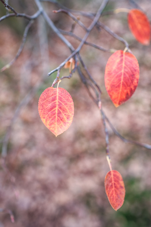 Red autumn leaves on a brown background. Autumn timeの写真素材
