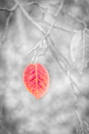 Red bright autumn leaf on a black and white background