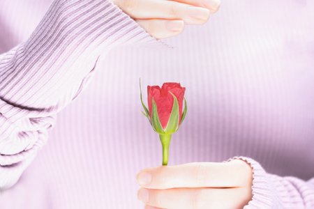 Female hands holding one fresh red rose. Light purple backgroundの写真素材