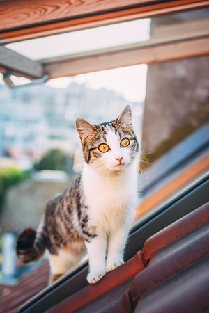 Domestic white and gray cat standing on the tiled roof