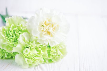 Light green and white carnations flowers on a white background. Copy spaceの写真素材