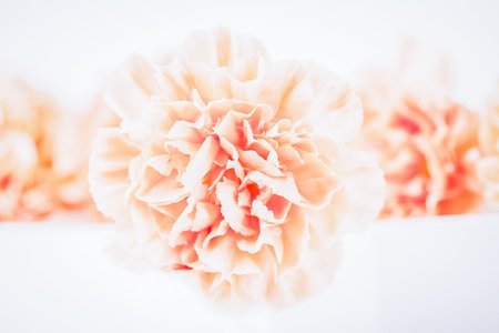 Soft focus of close up orange or peach color pastel carnation flowers. Light background, copy spaceの写真素材