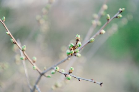 Spring blurred background. Spring young fresh leaves on tree branches