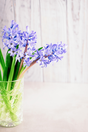 Blue purple hyacinths in a vase on a gray wooden background. Copy spaceの写真素材