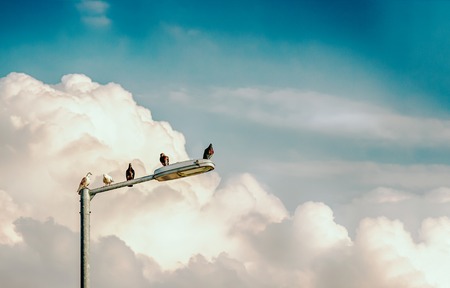 Pigeons, street lamp and beautiful sky with white clouds. Toned photo