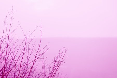 Thin tree branches on the pink sky background. Pink toned photo