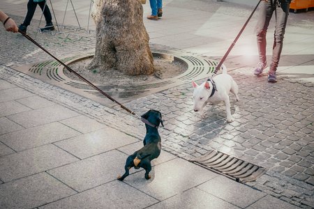 The dogs met on the street. Black dachshund and white bull terrier dog are getting acquainted. Toned...
