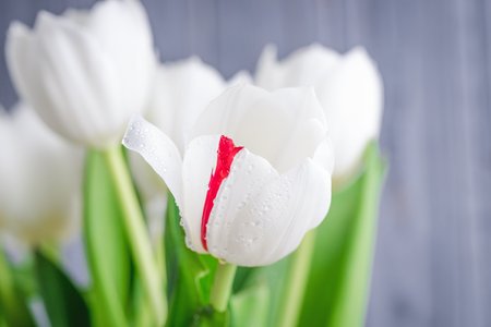 Beautiful white tulips with a red stripe on a gray backgroundの写真素材