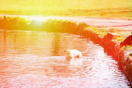 Summer heat concept. Cute small dog bathing in a lake. Sunny day, orange toned photo