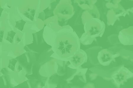 Trendy green mint tulips floral pattern on the dark green background. Flower background