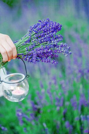 Female hand holding a transparent candle holder and purple violet lavender bouquet on the lavender fieldの写真素材