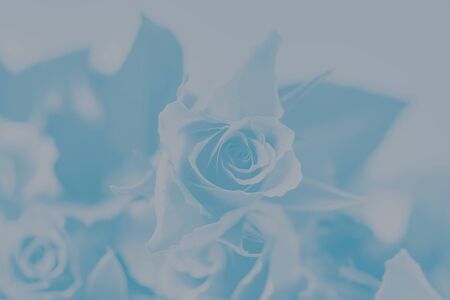 Pale gray and blue colors gradient background with floral rose patternの写真素材