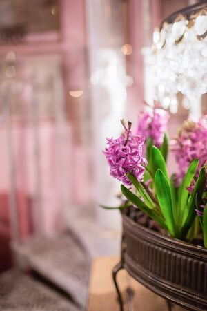 Beautiful pink hyacinth flowers on a light pink background