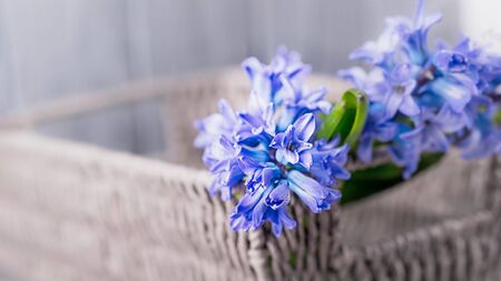 Beautiful blue violet hyacinths in a basket on a gray background, copy space. 16 on 9 panoramic formatの写真素材