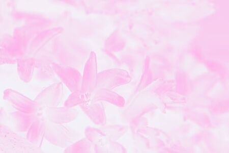 Pastel pink gradient abstract background with hyacinths flowers patternの写真素材