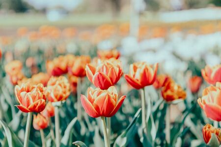 Beautiful orange tulips flowers field, spring time. Toned photoの写真素材