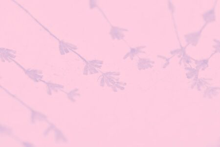 Pale pink background with lavender flowers pattern, copy spaceの写真素材