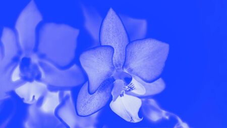 Beautiful delicate phalaenopsis orchid flowers, vivid blue toned, 16 on 9 panoramic format