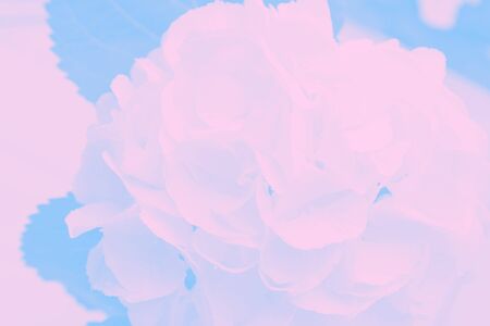 Pale pink and blue delicate pastel abstract background, copy space